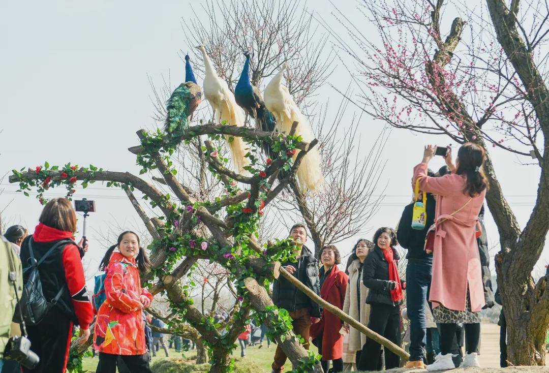 遛娃赏花看动物龙之梦东方盆景园梅园春节前免费开放