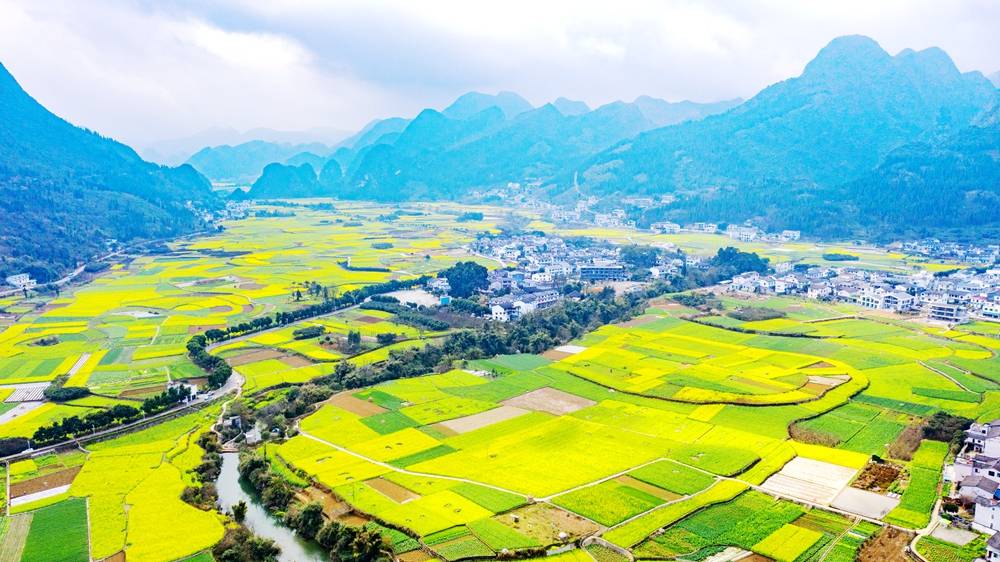 一月普安黔茶第一春首采,二月兴义万峰林油菜花盛开.