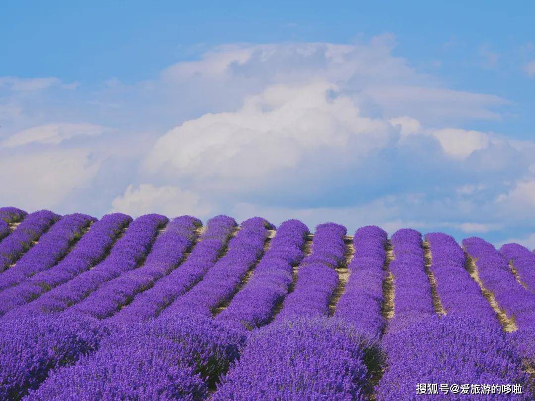 2021年,这10个最火赏花地,一个也不能错过