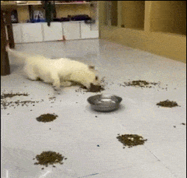 拉布拉多急得路都不会走了,一路不停滑倒爬过去,一头扎进饭盆里不停