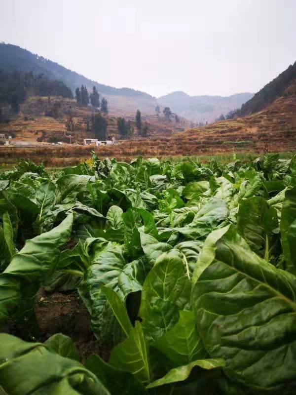 原创农村小伙种植牛皮菜遍地绿油油看着就好吃