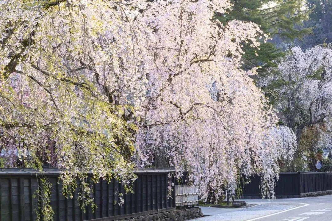 2021年日本樱花前线预测,待疫情好转,我们一起去赏樱吧!