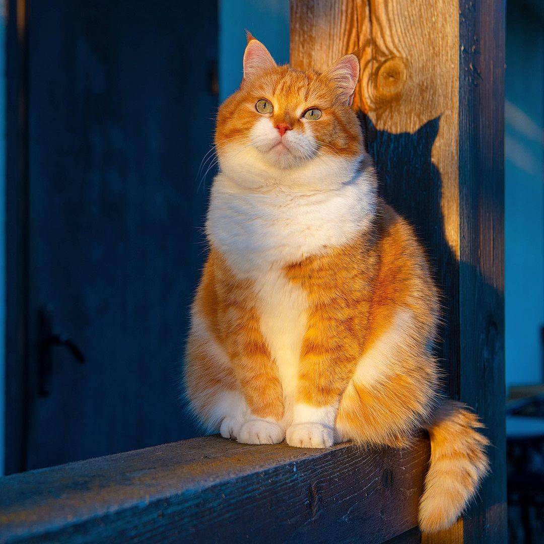 原创谁说猫咪冬天都怕冷这战斗民族的猫爱玩雪主人说它习惯了