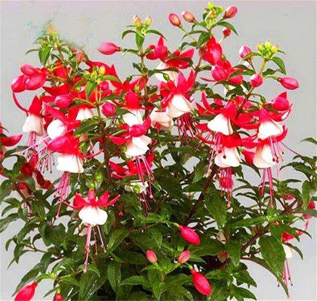 原创倒挂金钟夏必死?把好4个关卡,不落叶不黑腐,1年花开10个月