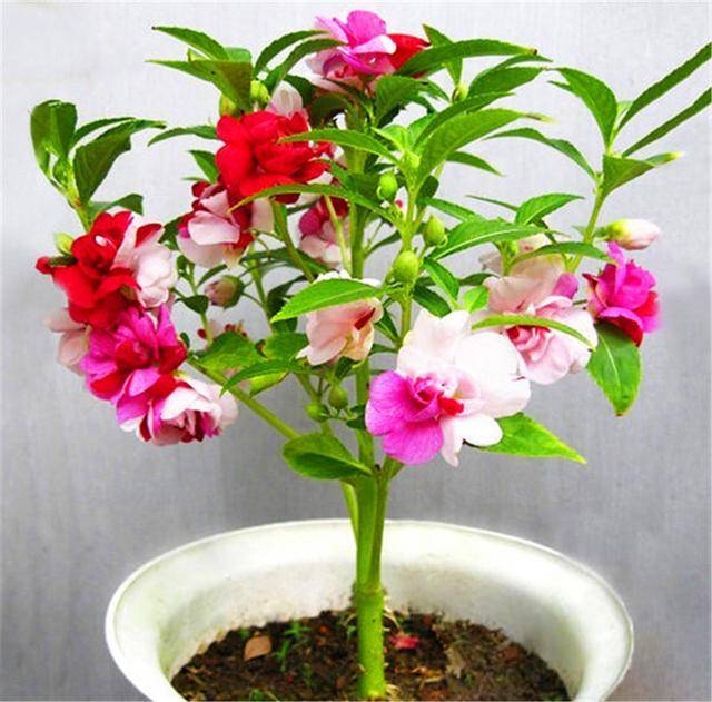 凤仙花在所有的盆栽花卉中都属于比较好养的品种,细心的花友应该就会