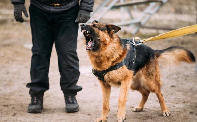 原创德国牧羊犬被誉为大狼狗其实最适合女孩子饲养