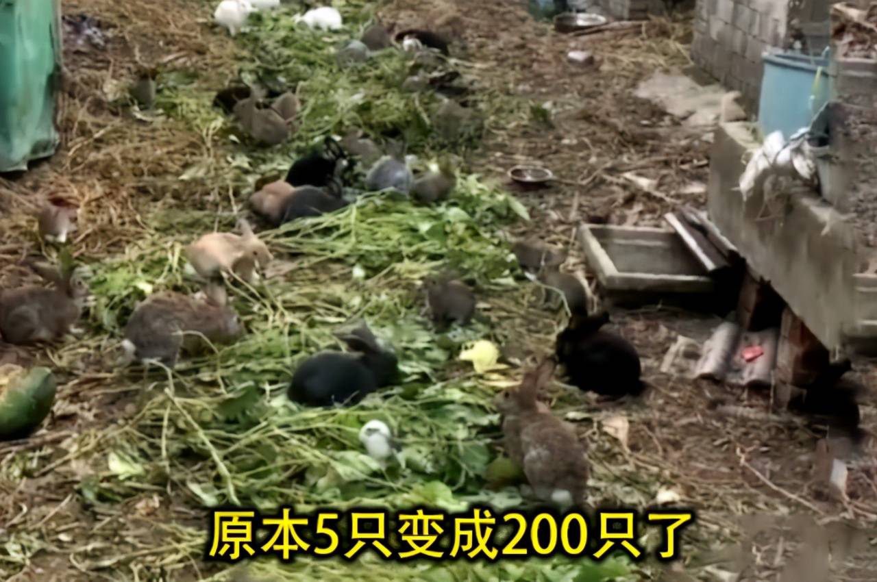 女子坐完月子后5只兔子变成200只看了忍不住直呼超生了吧