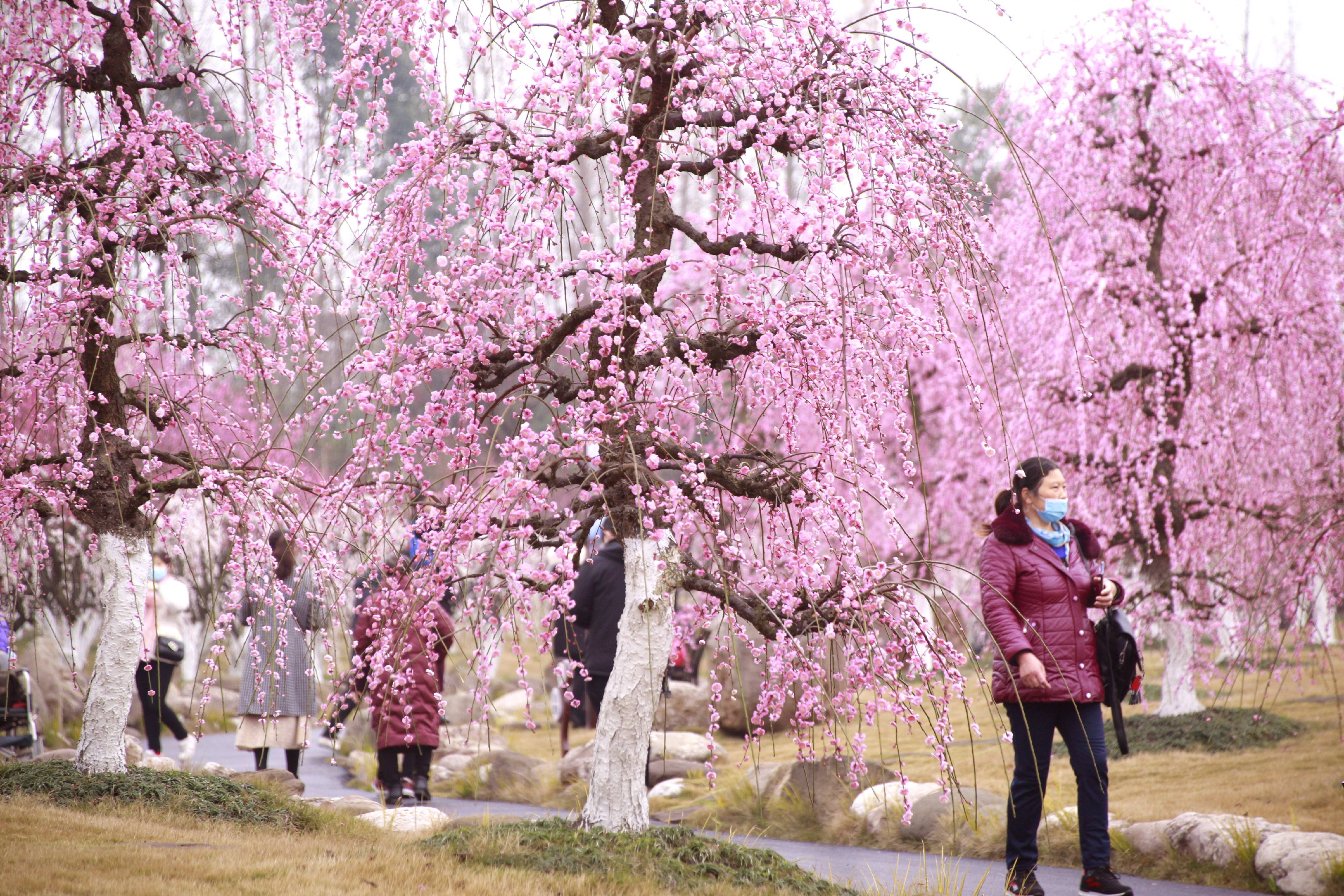 就地过年带你云游都江堰问花村