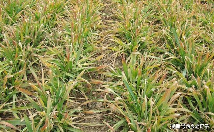 早春小麦叶黄干枯是怎么了?采取3个措施补救,让小麦受冻不减产
