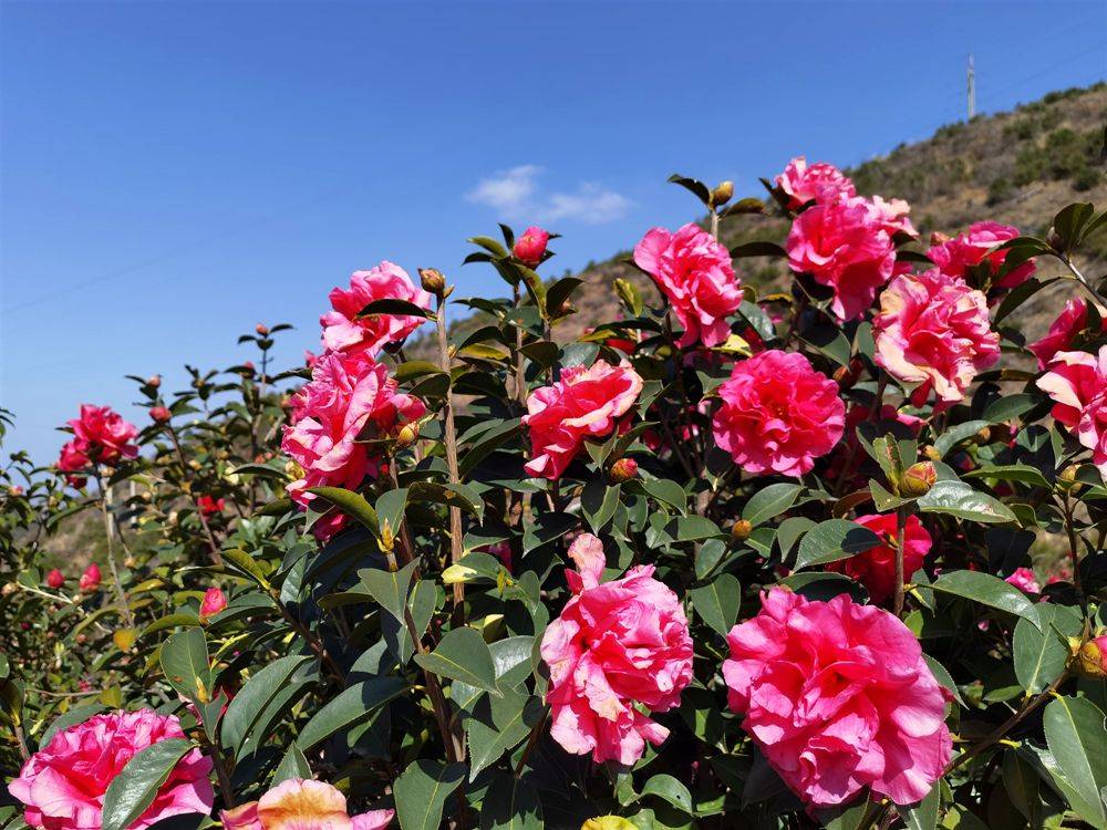 新春赏花正当时 带你看大理"花花世界"_茶花