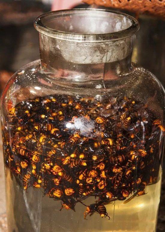 黑蚂蚁泡酒