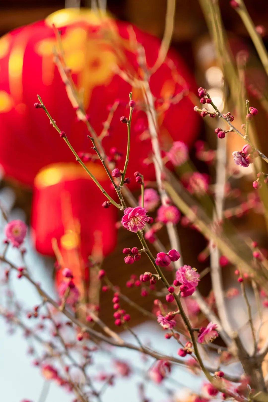 最暖春节催开红梅花,郑州园博园现"双梅闹春"