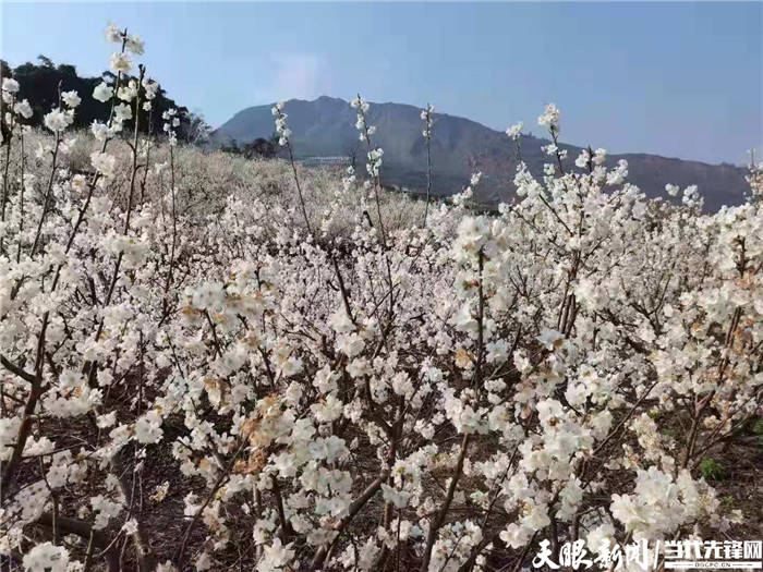 六盘水水城区发耳镇樱花烂漫迎新春