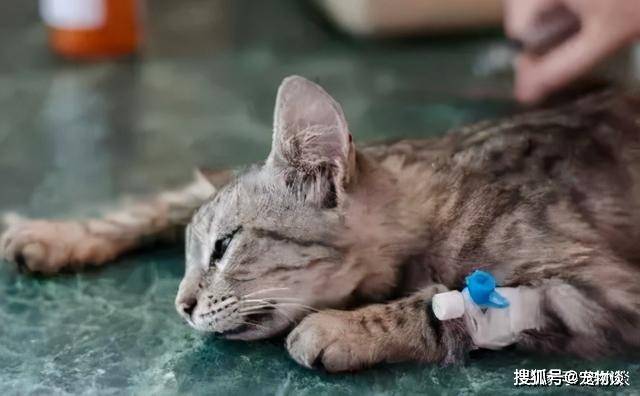 猫传腹本名叫做"猫传染性腹膜炎,是由猫咪们感染猫冠状病毒变异后而