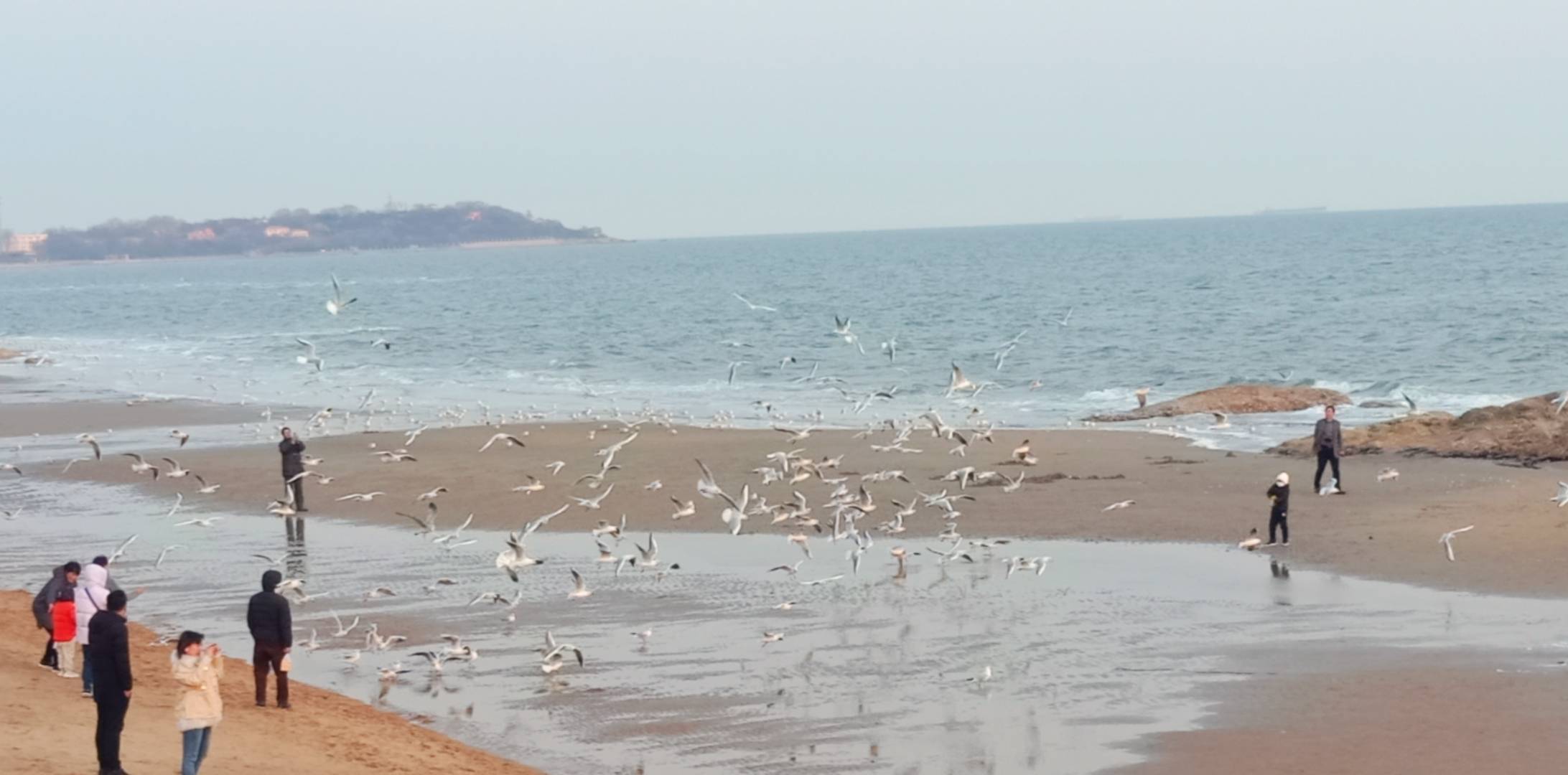 北戴河海边海鸥满天飞舞