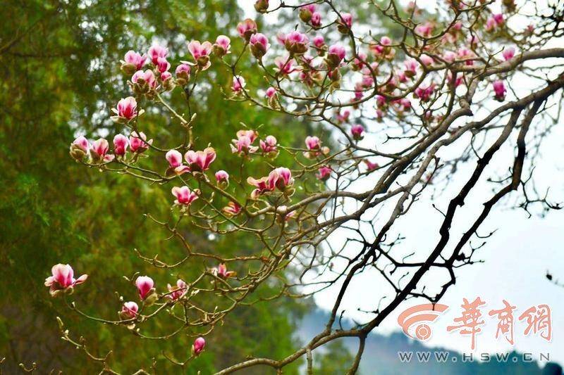 春天来看花|醉美长安 弥陀古寺千年玉兰雨中盛开