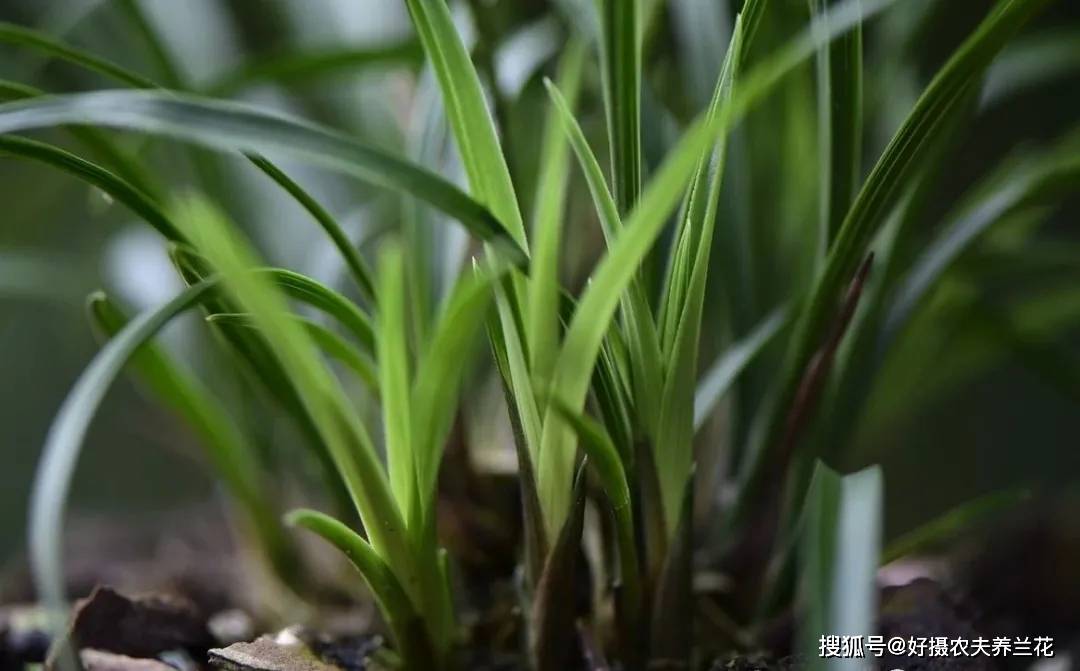 原创兰花怎么施肥?简单实用的4种方法,养好兰花不再难