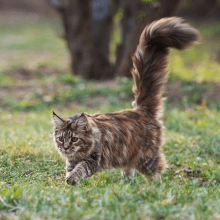 缅因猫多少钱一只,缅因猫的优缺点