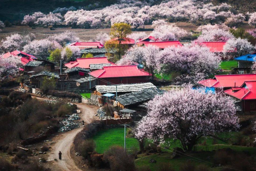 2021林芝桃花节攻略(最佳花期 观赏路线 最佳赏花点)思鹿旅行推荐