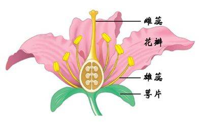 如下图所示,花一般由4个部分组成,分别是萼片,雄蕊,花瓣,雌蕊
