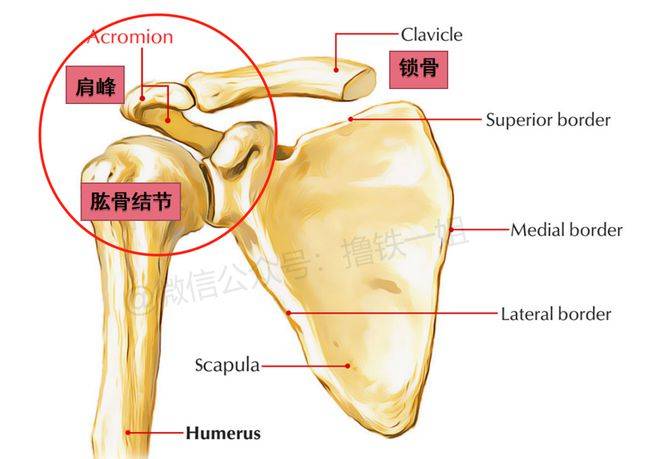 锁骨的末端,手臂肱骨结节,以及肩胛骨的肩峰部位,这 三者的相对位置
