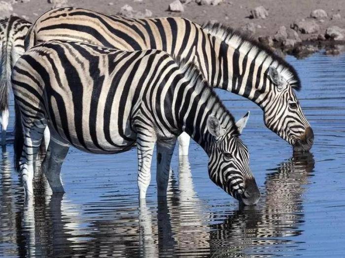 博茨瓦纳:平原斑马