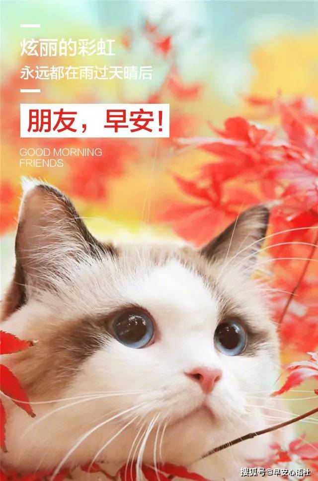 早安心语社,适合发朋友圈的早安正能量图片带字