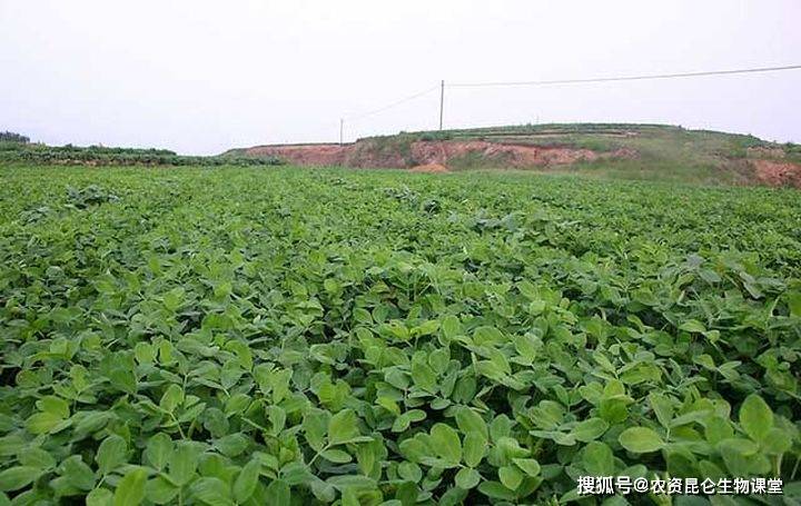 花生追肥应根据花生田间的地力,基肥施用量和花生生长状况而定.