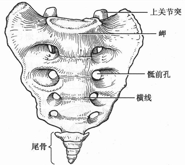 人体看似不重要的器官拿掉了也不影响生存但实际很重要