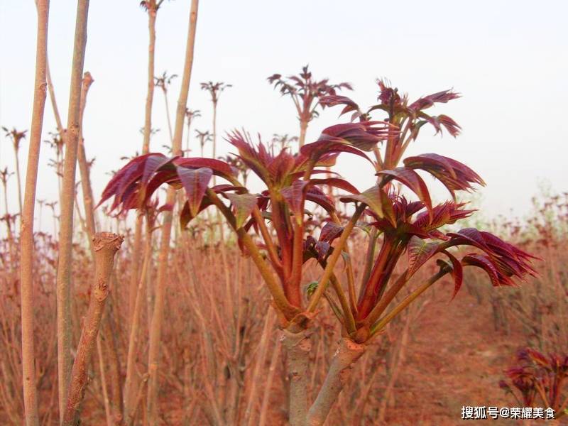 市面上的紫香椿也有几个品种,比如不太紫的红油椿,红中带绿的西牟紫椿