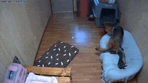 爆笑gif;和女朋友吃饭,本想献个殷勤,没想到啊,这就尴尬了
