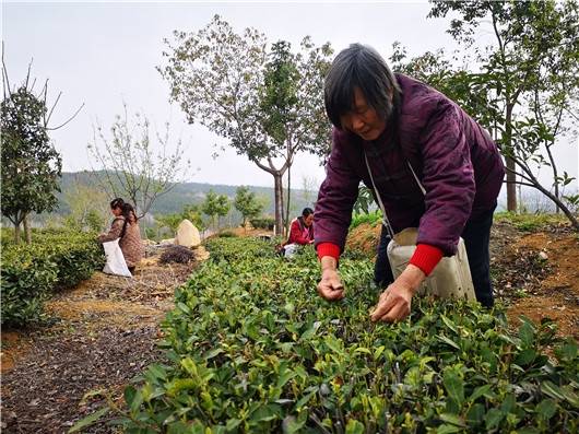 茶香满山野桐柏首批春茶开采