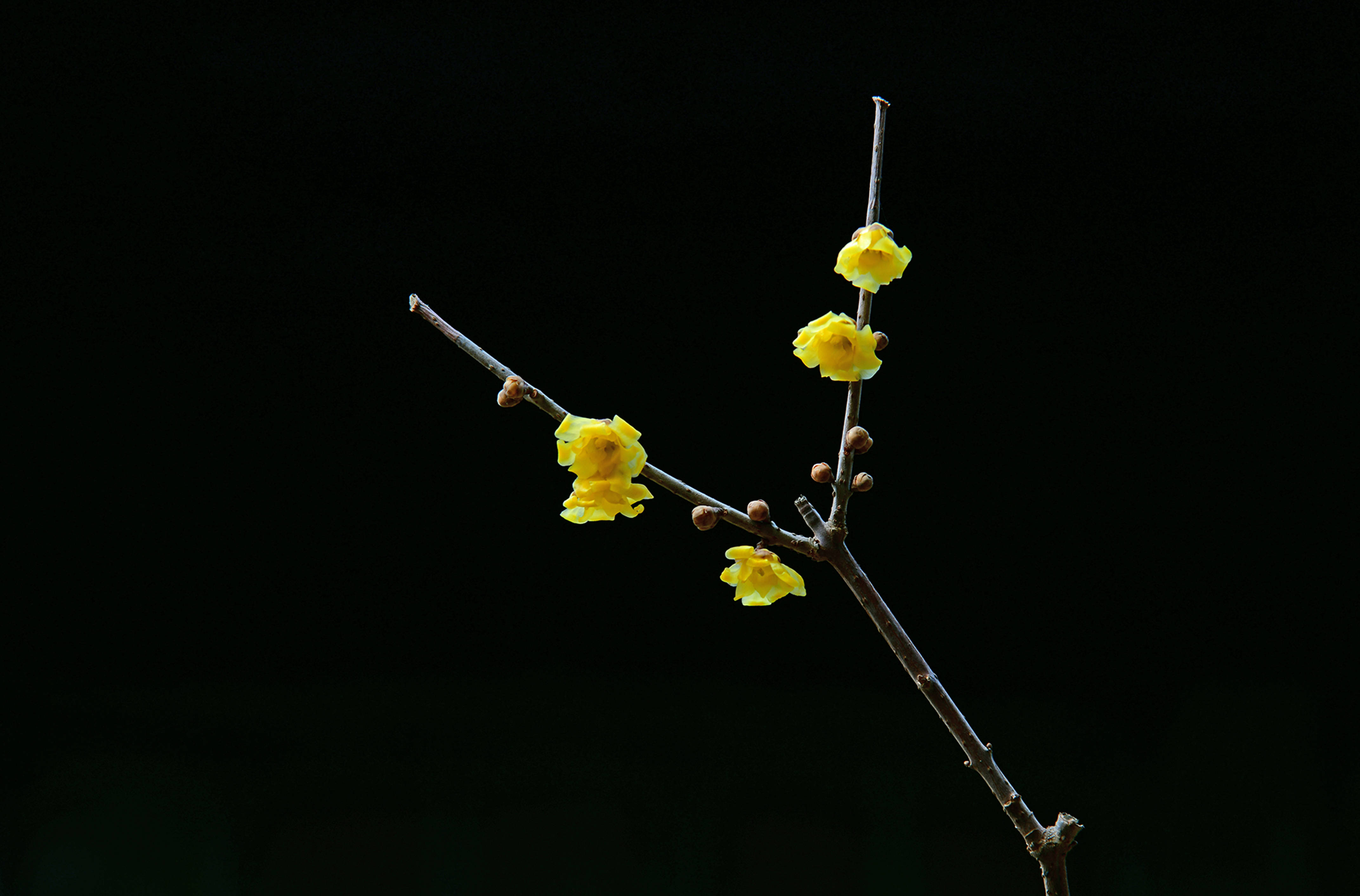 冬赏腊梅花开时(一)腊月与腊梅