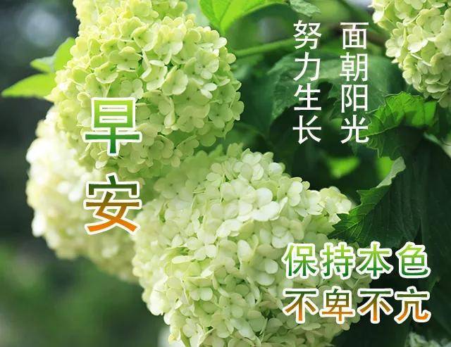 原创春季最新版早安动画图片表情包,动态问候语祝福语图片大全