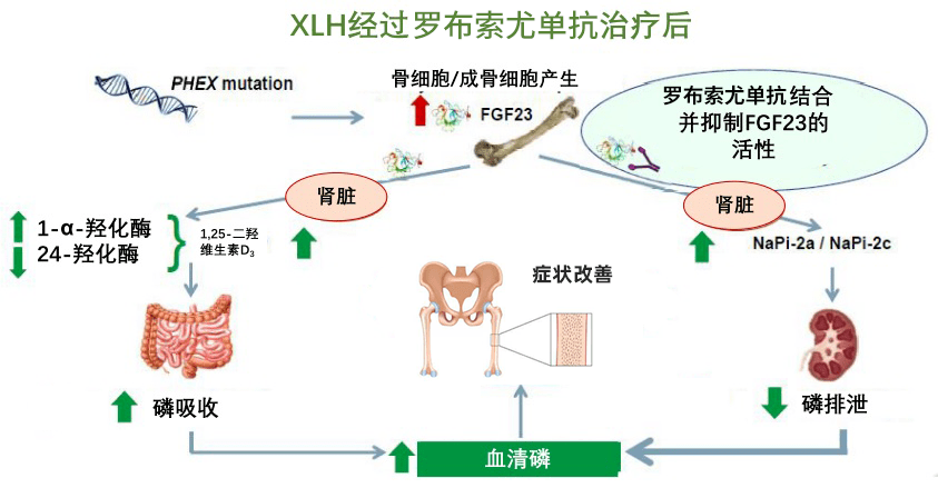 23 活性的作用,进而增加肾脏对血磷的吸收,调节血清活性维生素d的水平