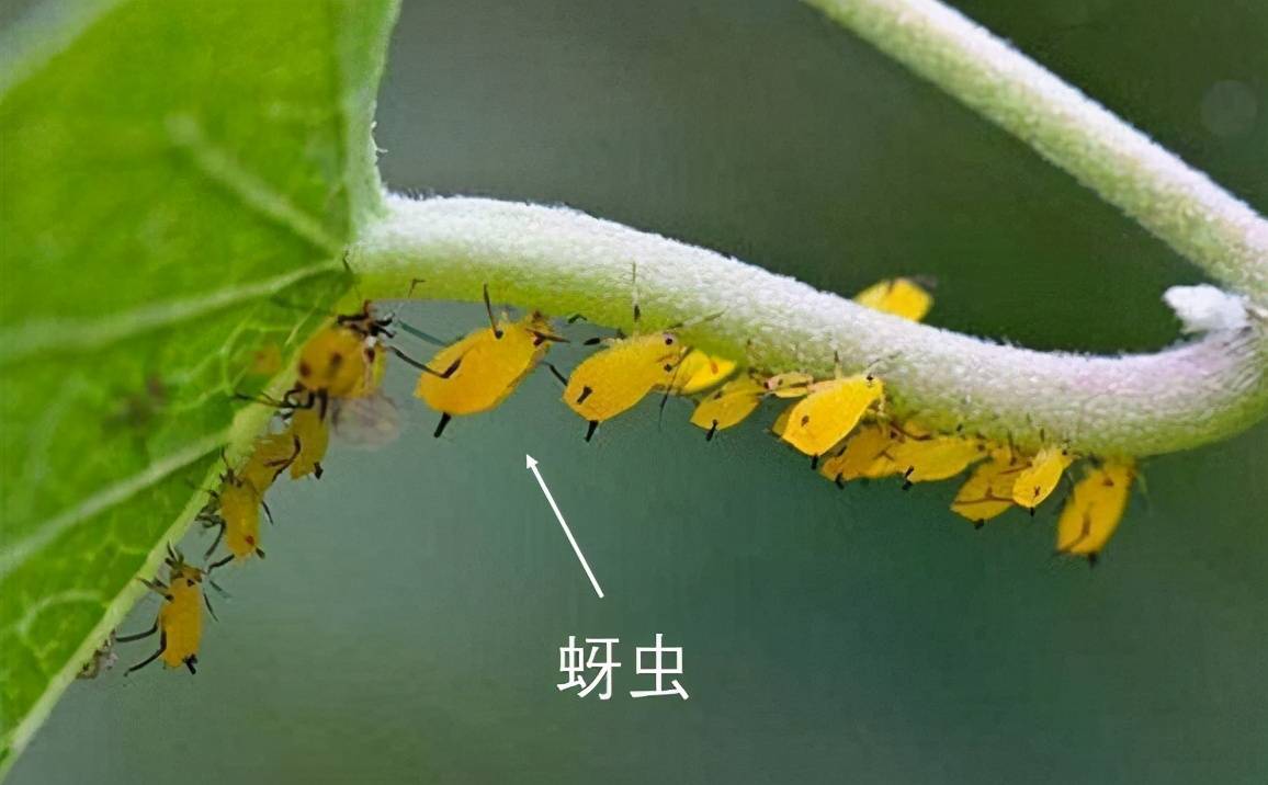 比如蚜虫就有"蚜虫-蚜茧蜂-蚜茧蜂长背瘿蜂"的寄生链条.