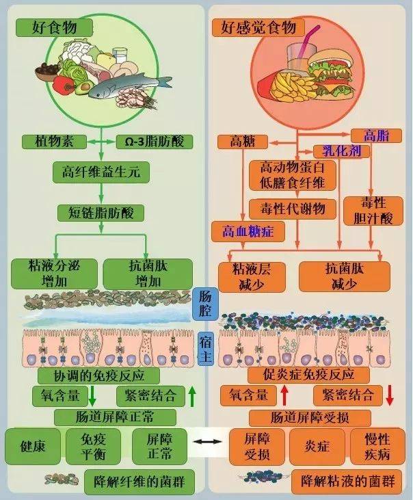 原理上说,越难消化的食物会在肠