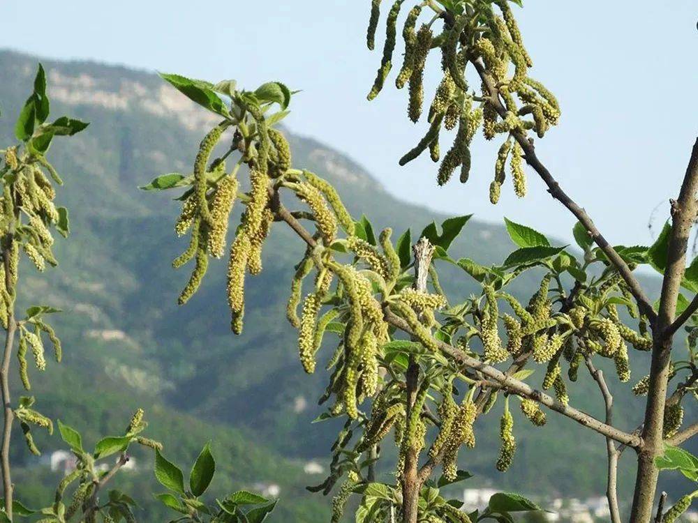 它就是构树,它的构树穗可是一种非常美味的野菜,估计现在很多人都没吃