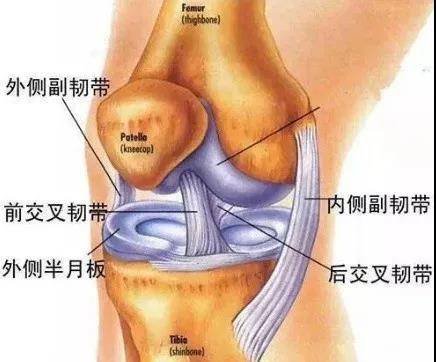 膝关节内,起自股骨外侧髁的内侧面,斜向前下方,止于胫骨髁间隆起的前