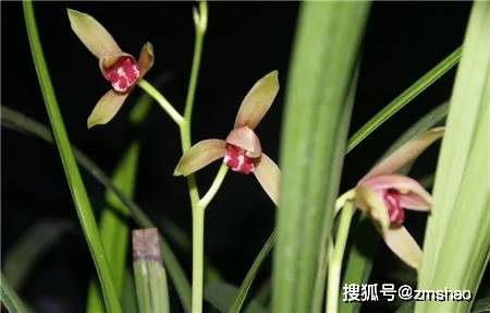 兰花品种大全