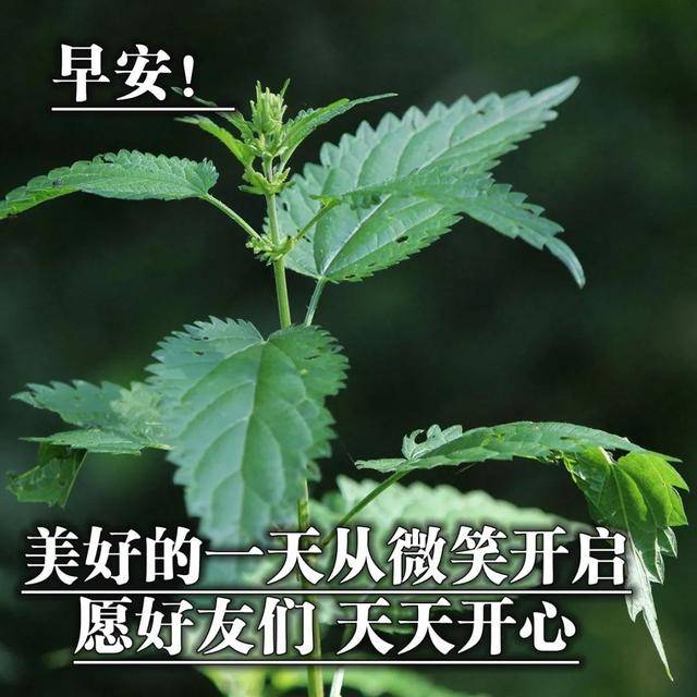 幸福美好的早上好问候语录 早安心语祝福问候美图