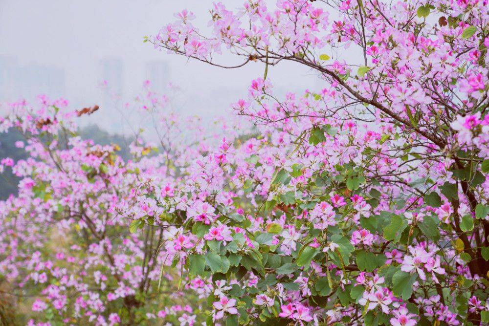 广州周边赏花地,隐藏在城中的花海,小众免费好去处