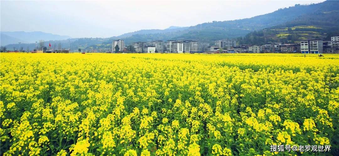 各样花草都仿佛正努力从地下拔起摄影@陈诚▲通江县烟溪镇钟凤村摄影