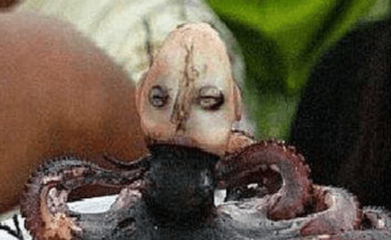原创恐怖的的印尼章鱼人 人头章鱼身的诡异存在 发出哭啼声