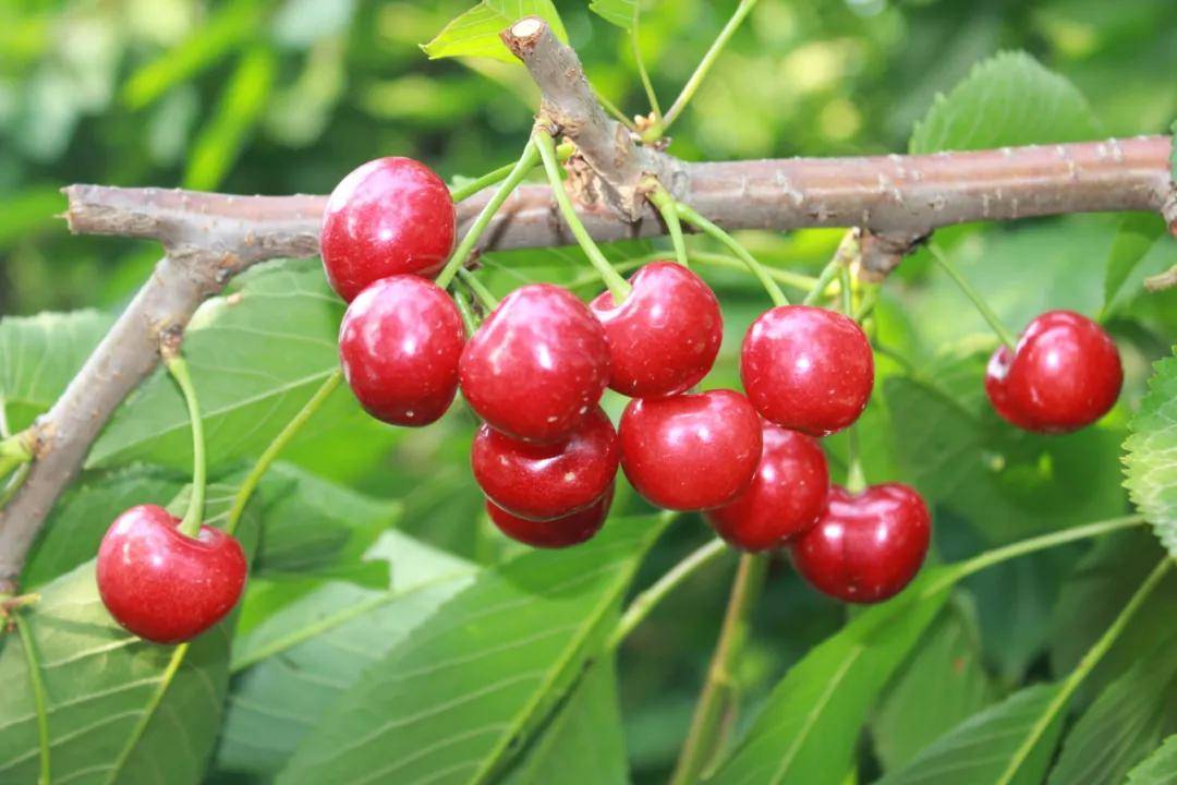 白花绿叶樱桃园蜜蜂飞舞授粉忙