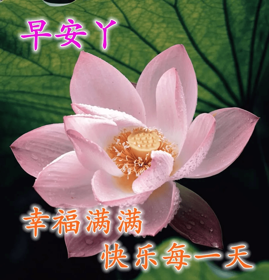 原创早上好最流行的早安经典问候祝福语 超美鲜花图片带字