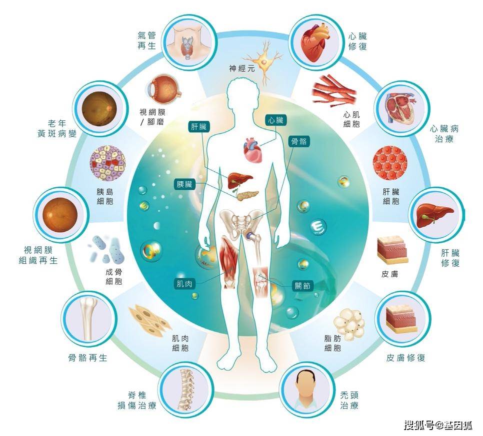 干细胞技术是生物技术的核心内容之一;基于干细胞的再生医学或组织