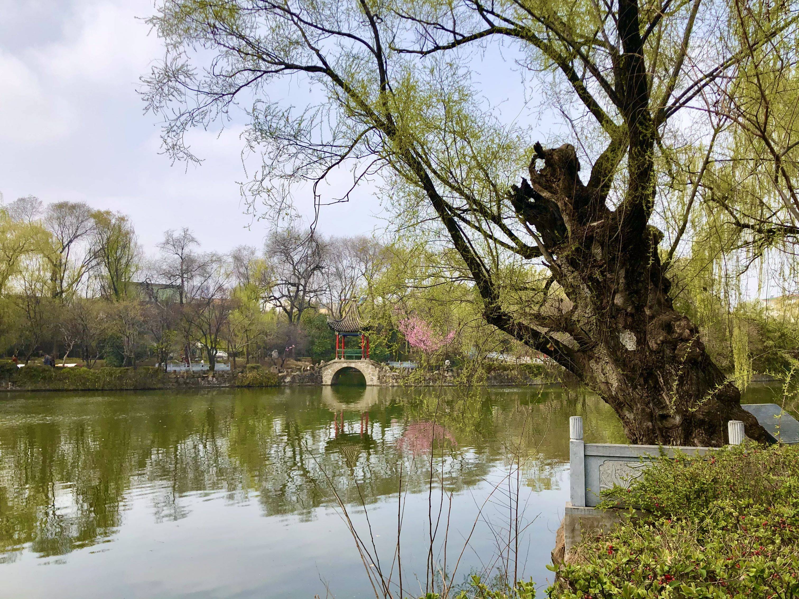 【春天里的陕西】宝鸡凤翔:东湖美景三月天