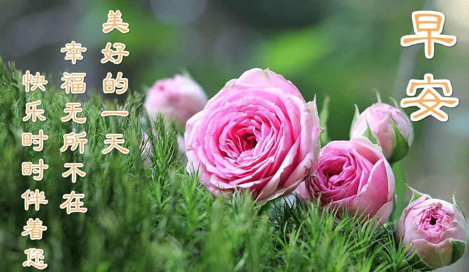 用舒畅沁凉洗涤沮丧忧郁,自信从此刻激扬飞翔,新的一天,新的希望,迎接