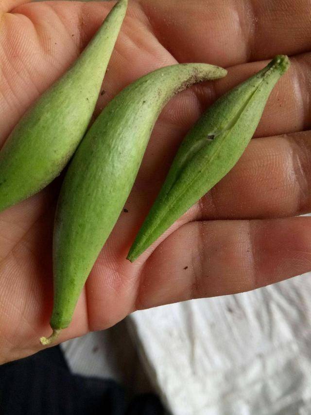 乡下一种野草,果子能出汁水,价值高叫羊奶瓜_羊角